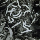 Silk worms, Cheney Brothers, Manchester