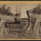Downed tree after the tornado at Wallingford
