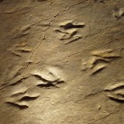 Dinosaur Tracks