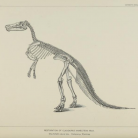 Claosaurus Annectens, Othniel Charles Marsh