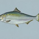American shad - alosa sapidissima