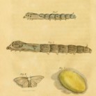 Silk worms