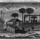 Sugar Plantation
