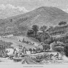Sugar-cane plantation