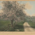 Wallace Nutting, The Shadow of the Blossoms