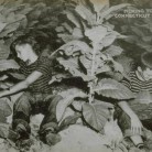 Two boys picking tobacco on a Connecticut shade tobacco farm