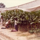 Unidentified workers on the L. B. Haas & Company Farm tend tobacco plants