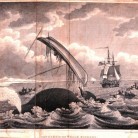 Dangers of the Whale Fishery