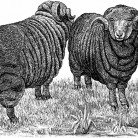 Merino Sheep