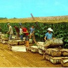 Picking Tobacco in the Connecticut River Valley