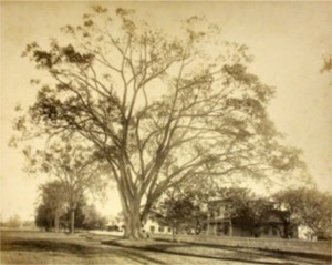 The Wethersfield Elm