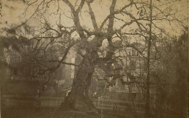 The Charter Oak before its fall
