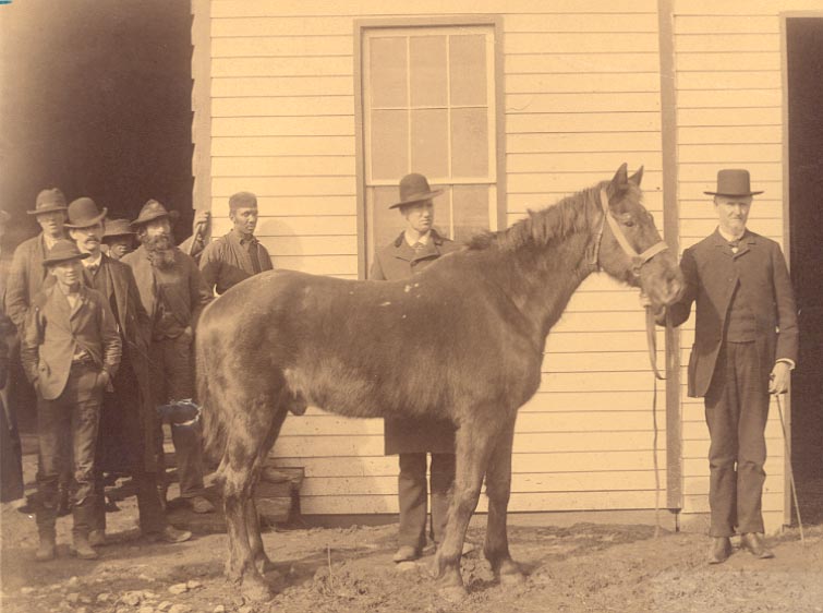 Stonewall Jackson's horse,'Sorrel' Photo 