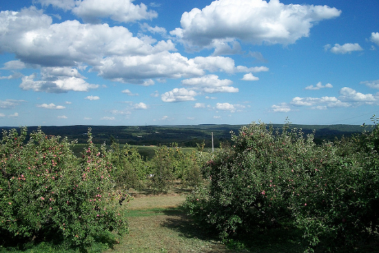 Apple Orchard, Middlefield