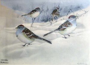 Rex Brasher, Tree Sparrow and Western Tree Sparrow