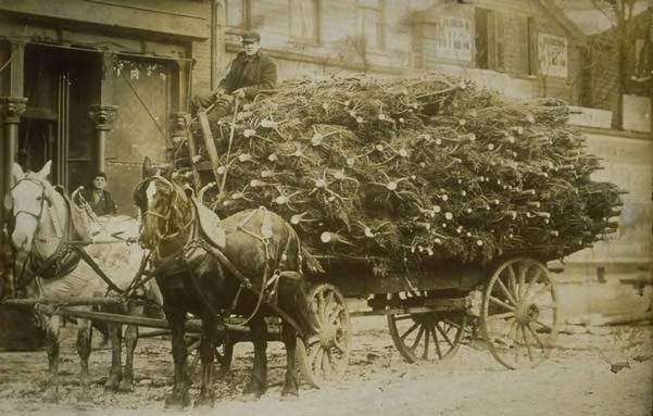 Wagonload of Christmas trees, Hartford