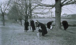 Connecticut Agricultural College coeds gathering maple sap for war effort