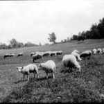 Keney Park Meadow, ca. early 1900s