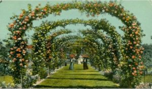 Rose Arches, Elizabeth Park