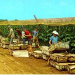 Picking Tobacco in the Connecticut River Valley