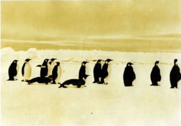 Penguins, 1933-35, Antarctic