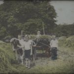 Four young boys in a hayfield with a small pony that is pulling a wagon of hay. One boy in the foreground is holding the pony's harness while the other three boys are holding rakes. All the boys are facing the camera and smiling.