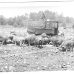 Photo of a man standing in the bed of a truck over a group of large pigs in a field.