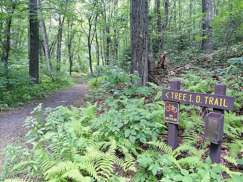 Trail in the woods. There are trees lining a gravel/dirt path and in the foreground there is a sign that points towards the trail and reads "Tree I.D. Trail"