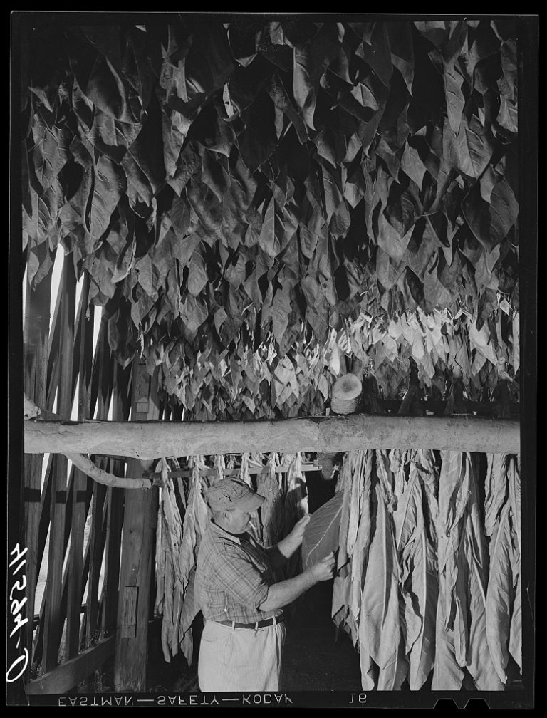 Polish Tobacco Farmers in the Connecticut River Valley Connecticut