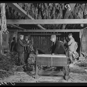 Several people in a tobacco barn