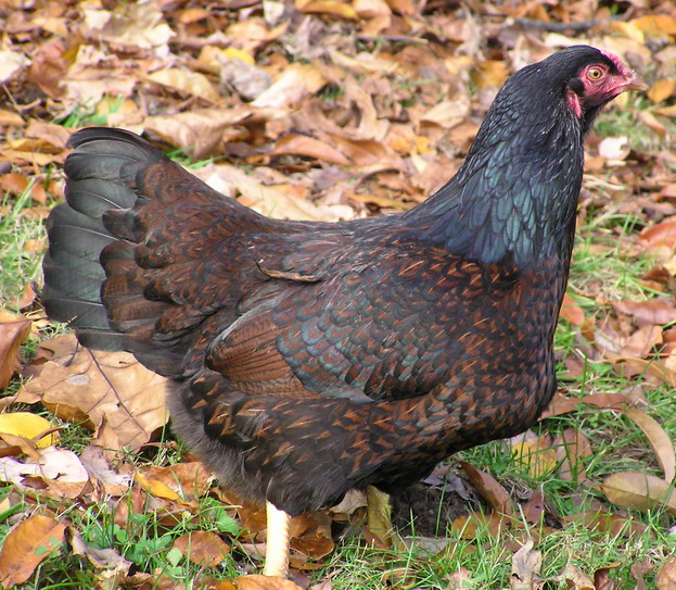 Dark colored cornish hen standing in grass with leaves