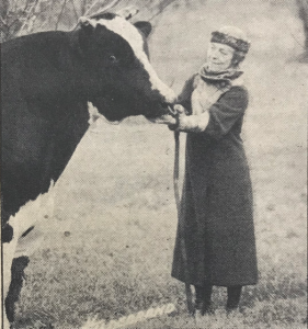 Woman standing in front of a Holstein bull