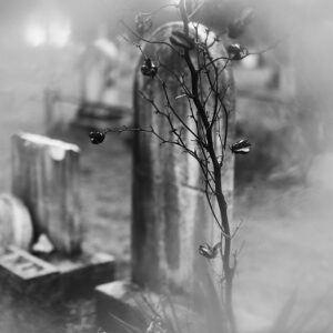 Gravestones at a cemetery