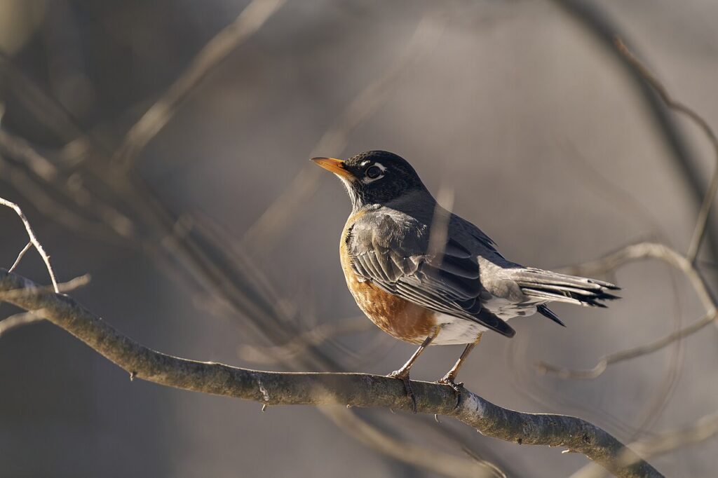 American Robin