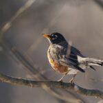 American Robin