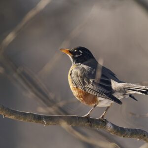 American Robin